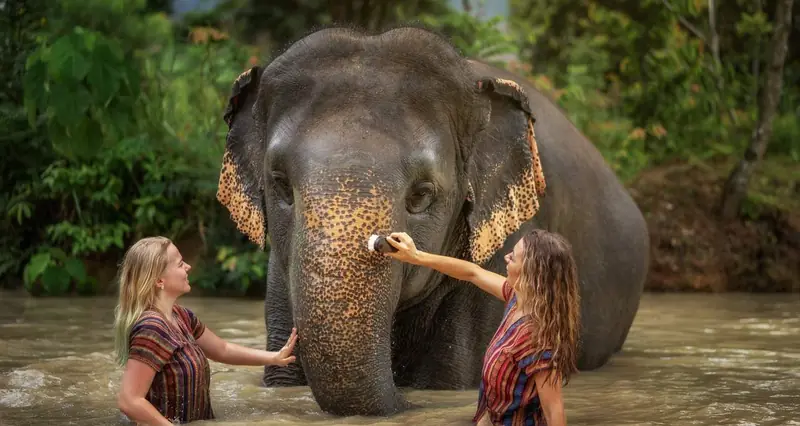 elephant jungle sanctuary phuket experience