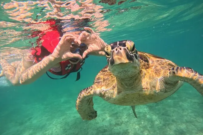 mirissa unforgettable snorkeling experience with turtles