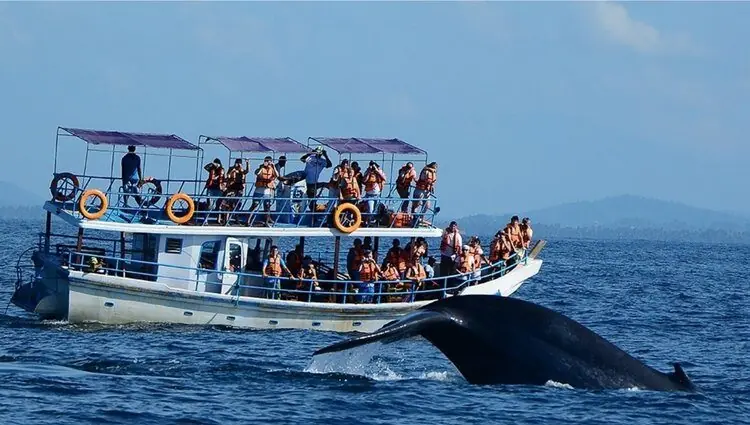 whale and dolphin watching in mirissa