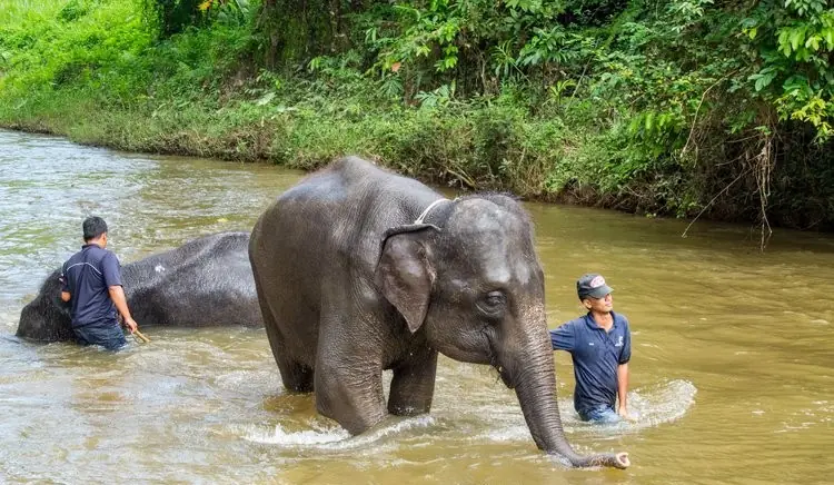 kuala gandah elephant sanctuary day tour with meal & transfers