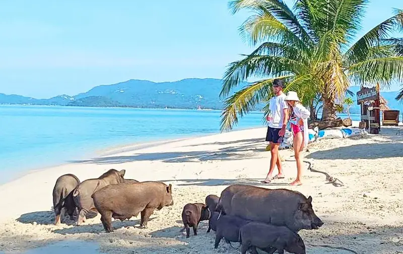 ko samui pig island 4 hour private longtail boat tour