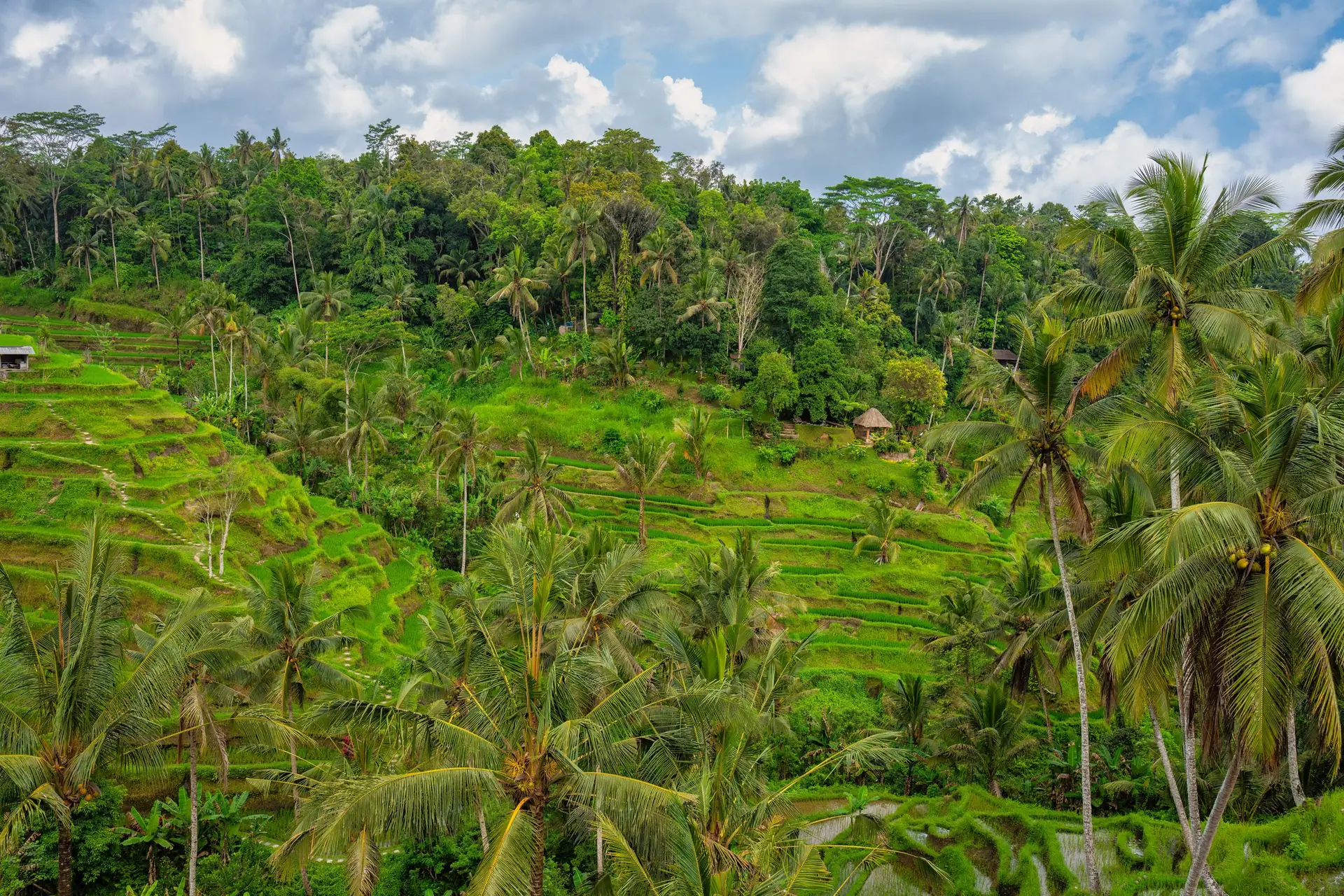 Explore the vibrant green rice terraces of Bali with palm trees under a bright sky.